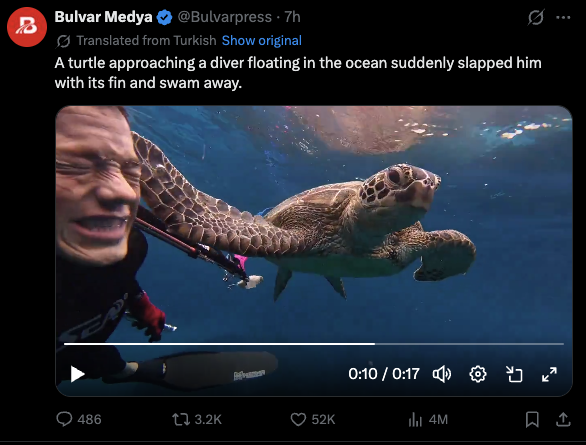 Original viral X post by Bulvar Medya showing the sea turtle slap